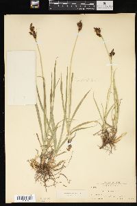 Carex raynoldsii image