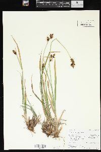 Carex raynoldsii image