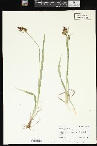 Carex raynoldsii image