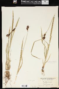 Carex raynoldsii image