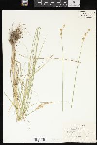 Carex reniformis image