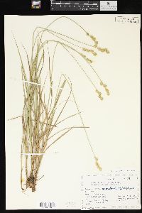 Carex reniformis image