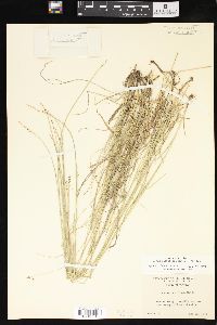 Carex retroflexa image