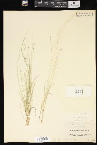 Carex retroflexa image