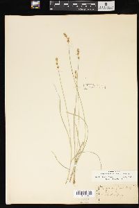 Carex retroflexa image