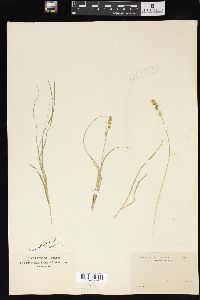 Carex retroflexa image