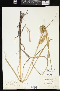 Carex retrorsa image