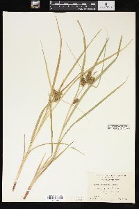 Carex retrorsa image