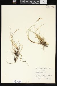 Carex richardsonii image