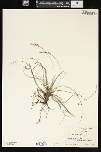 Carex richardsonii image