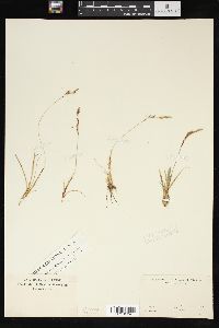 Carex richardsonii image