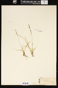 Carex richardsonii image