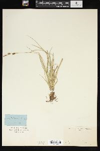 Carex richardsonii image