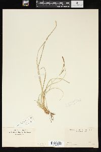 Carex richardsonii image