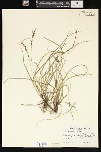 Carex richardsonii image