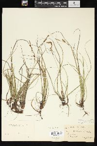 Carex richardsonii image