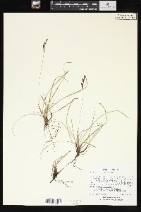 Carex richardsonii image