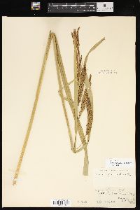 Carex lacustris image