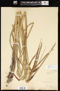 Carex lacustris image