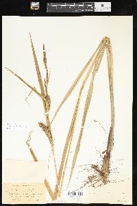 Carex lacustris image