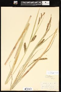 Carex lacustris image