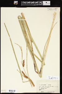 Carex lacustris image