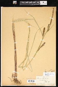 Carex lacustris image