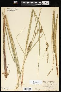 Carex lacustris image