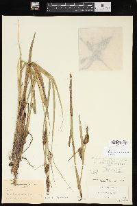 Carex lacustris image