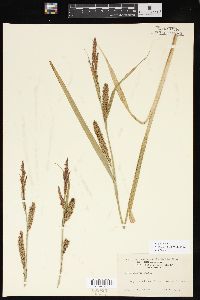 Carex lacustris image