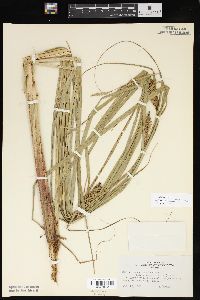 Carex lacustris image