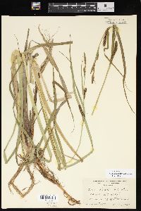 Carex lacustris image