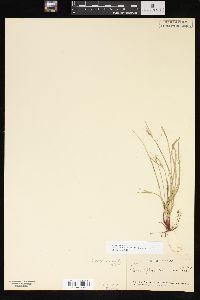 Carex rossii image