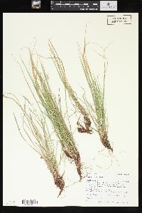 Carex rossii image