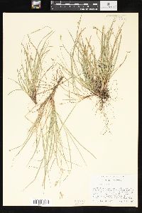 Carex rossii image