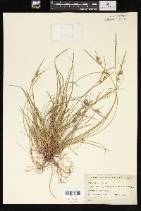 Carex rossii image