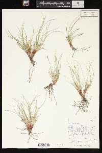 Carex rossii image