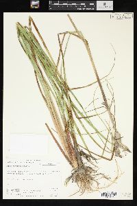 Carex rostrata image