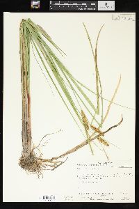 Carex rostrata image