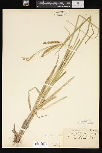 Carex rostrata image