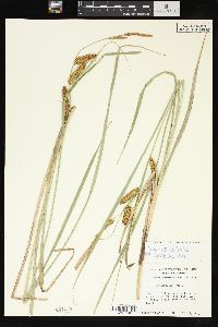 Carex rostrata image