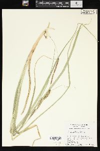 Carex rostrata image