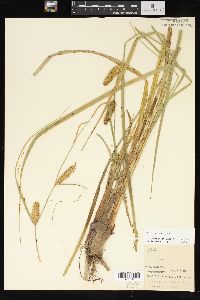 Carex rostrata image