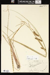 Carex rostrata image