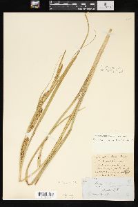 Carex rostrata image