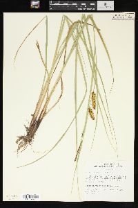 Carex rostrata image