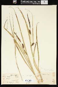 Carex rostrata image