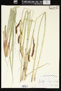 Carex rostrata image