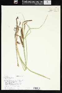 Carex rostrata image