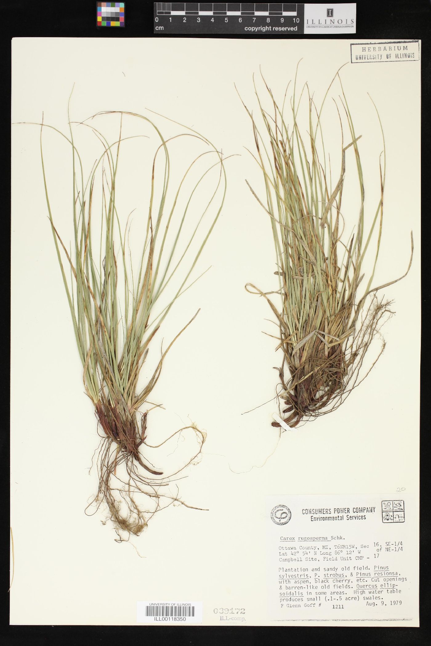 Carex rugosperma image